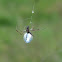 Dew Drop Spider