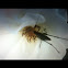 Bush katydid (nymph)