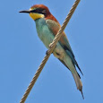 Birds of Iberia