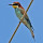 Birds of Iberia