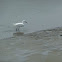 Snowy egret
