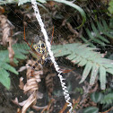Writing Spider