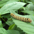 Caterpillar