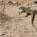 Coastal Whiptail