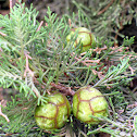 Juniper