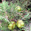 Juniper