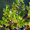 Jade Plant