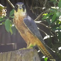 Nankeen Kestrel