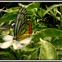Common Jezebel Butterfly