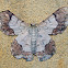 Geometrid Moth