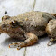 Northern Cricket Frog