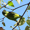 Blue-winged Parrotlet