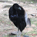 gray-winged trumpeter