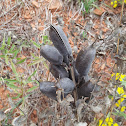 Wild Indigo