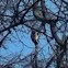 Downy Woodpecker