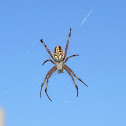 Black and yellow garden spider
