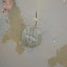 horseshoe crab