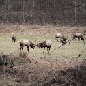 elk