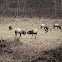 elk