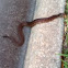 Florida Watersnake