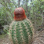 Turk's head cactus