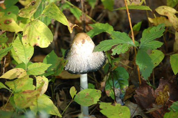 Spotting Image 1