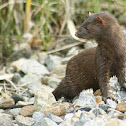 American Mink