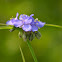 Spiderwort