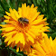 Longhorned Bee