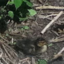 Duckling