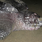 Leatherback Turtle