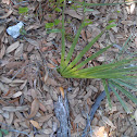 Brocchinia