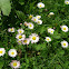 Daisy