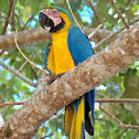Blue & Yellow Macaw