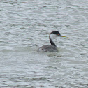 western grebe