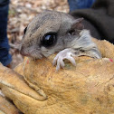 Southern flying squirrel