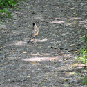 American Robin