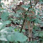 White-tailed deer