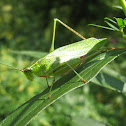 Fork-tailed Bush Katydid