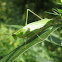 Fork-tailed Bush Katydid