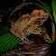 Leaf Frog