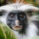 Procolobus kirkii