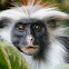 Procolobus kirkii