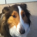 Shetland Sheepdog