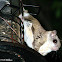 Southern Flying Squirrel