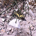 Old World Swallowtail