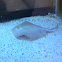 Stingray