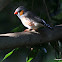 Zebra Finch