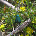 Burnett Moth
