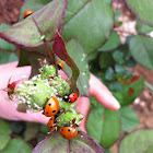 Ladybird beetle